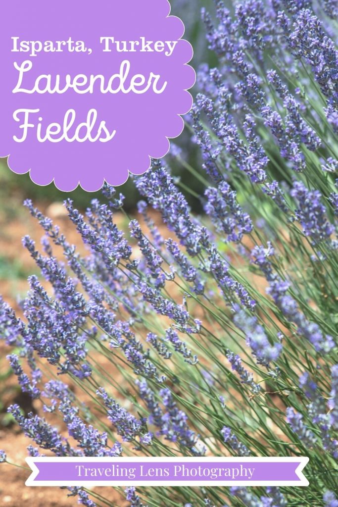 Lavender Fields Pinterest