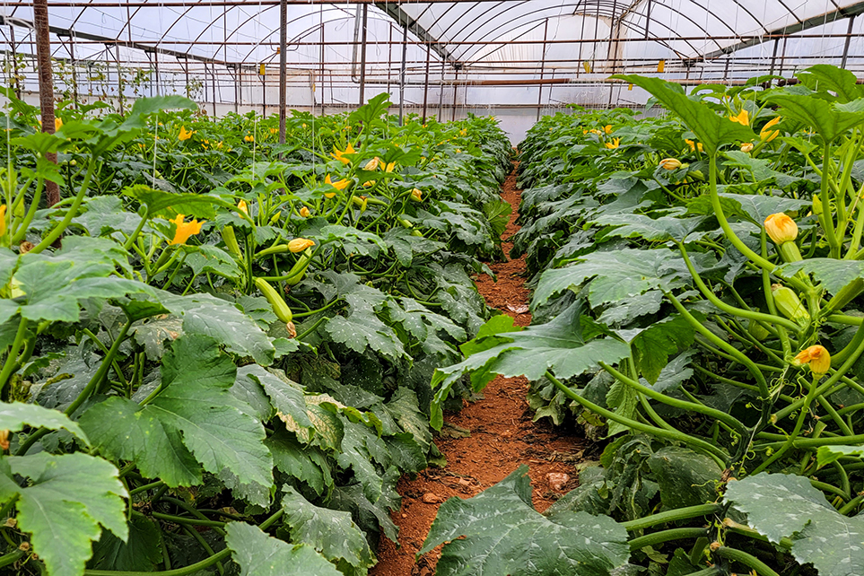zucchini Yalcin Farming