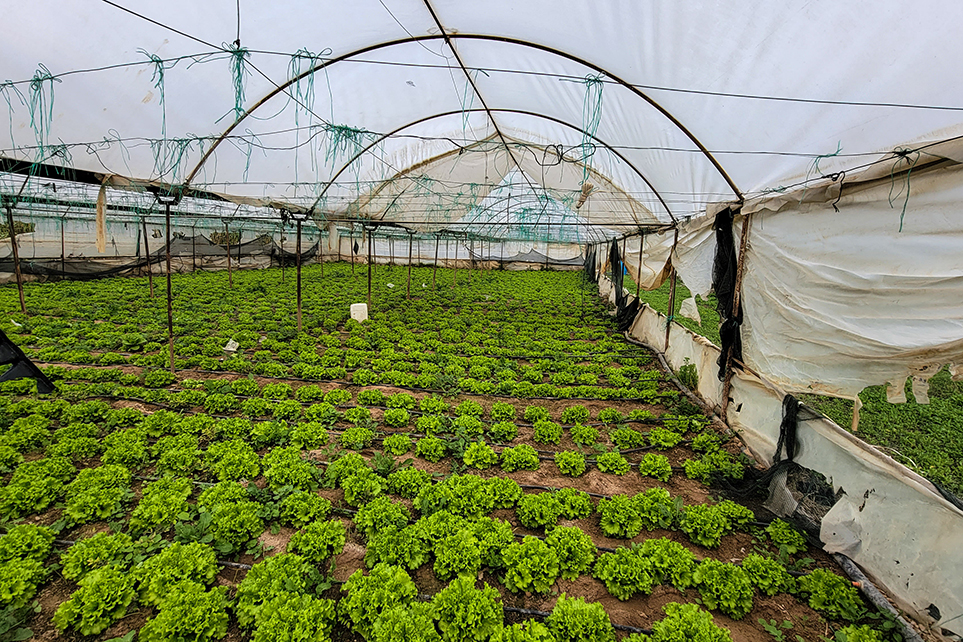 Lettuce Yalcin Greenhouse