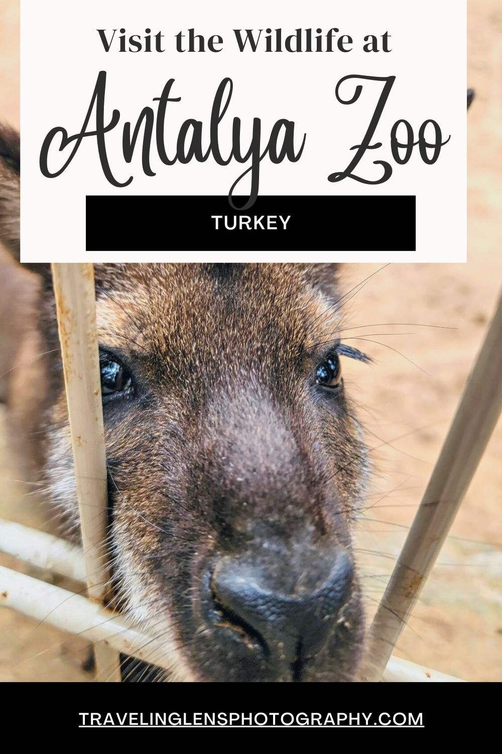 Antalya Zoo Pin
