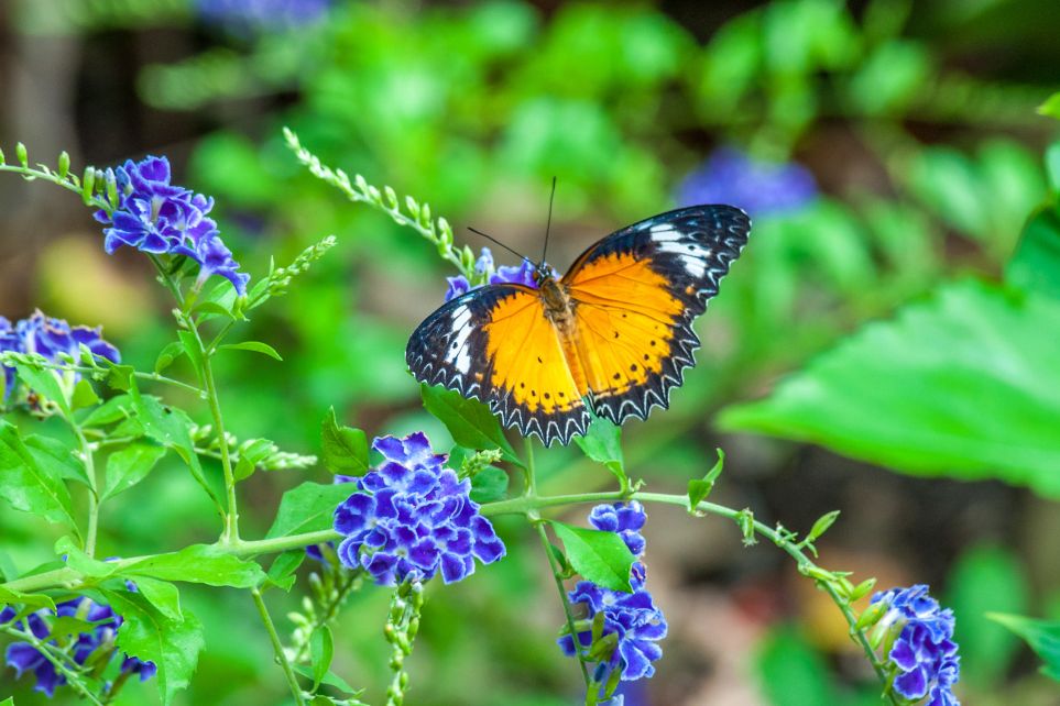 Konya Tropical Butterfly